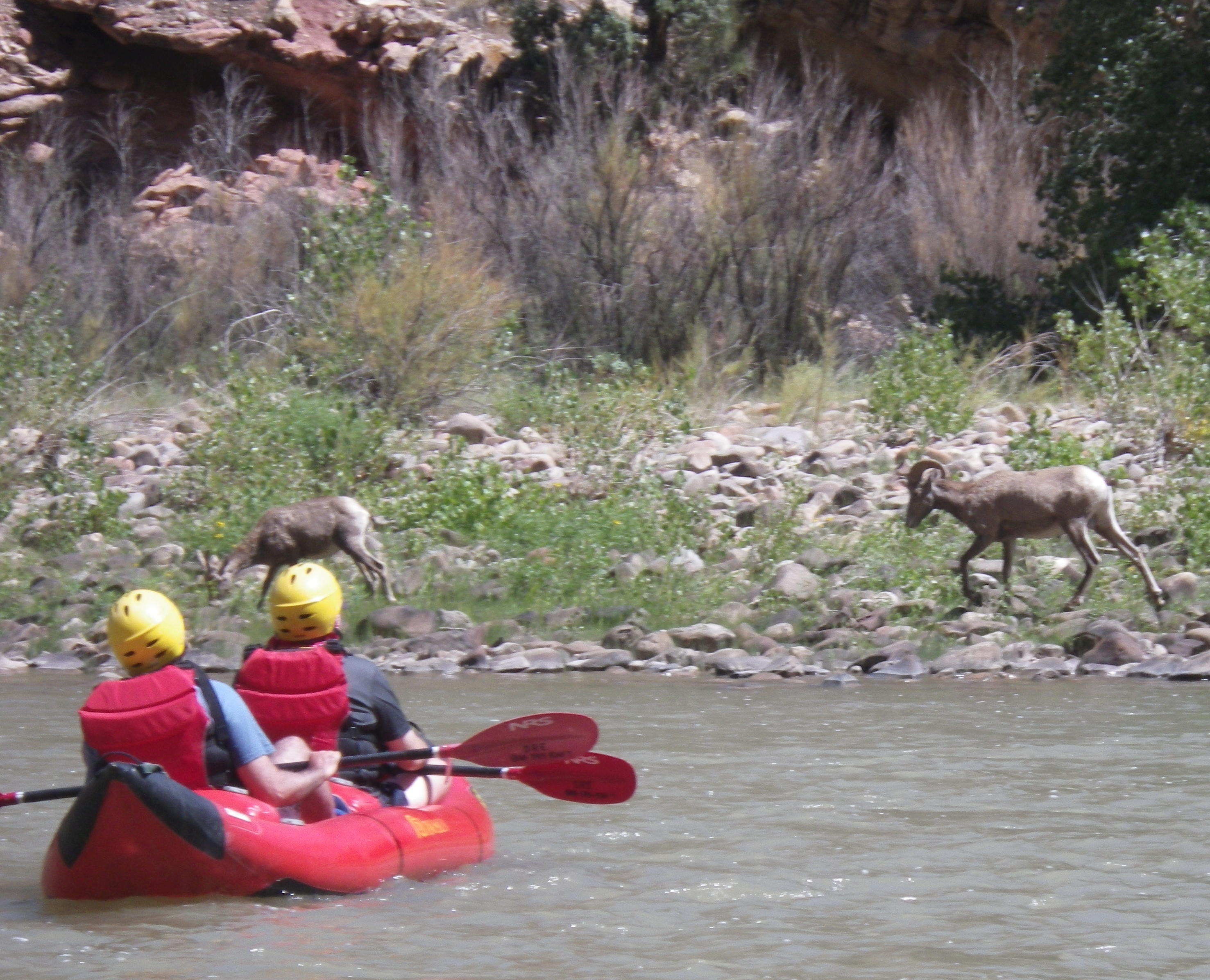 2014-08-20 DNM Randy Francois and Bighorn.jpg